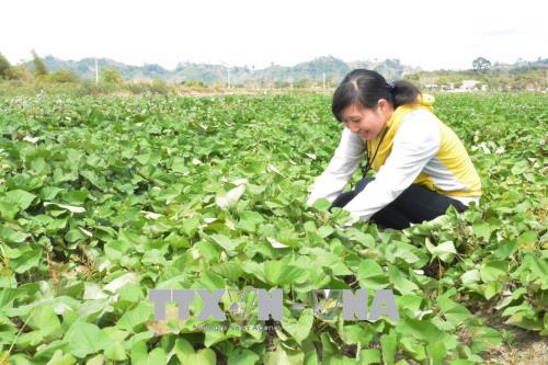 Người đảng viên trẻ giỏi giang của buôn làng ảnh 1
