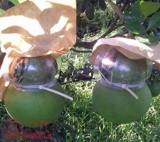 Thị trường hoa quả trưng Tết 2018 bắt đầu vào mùa, giá không tăng ảnh 1