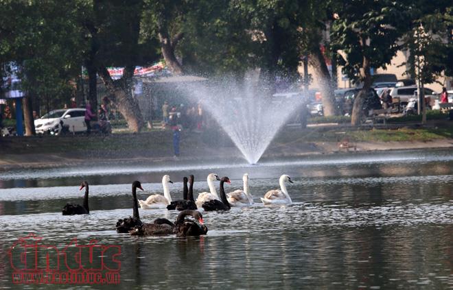 Rời Hồ Gươm, đàn thiên nga 12 con vươn cánh ở hồ Thiền Quang ảnh 6