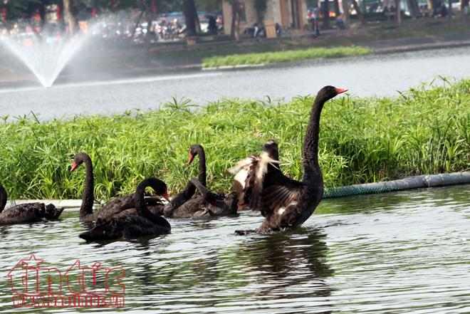 Rời Hồ Gươm, đàn thiên nga 12 con vươn cánh ở hồ Thiền Quang ảnh 8