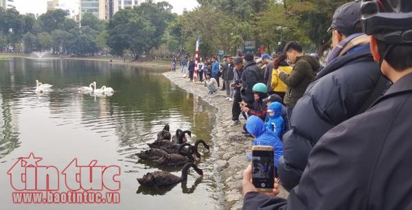 Xem cá chép của ông Công, ông Táo chờ chầu Trời ở 'hồ Thiên Nga’ ảnh 4
