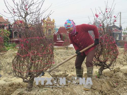 Tết vui với người trồng đào Hải Dương ảnh 2
