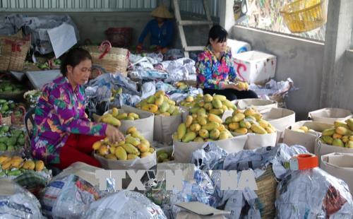 Xoài cát cháy hàng trước Tết ảnh 1