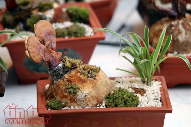 Nhộn nhịp chợ hoa Hàng Lược mỗi dịp Tết đến xuân về ảnh 10