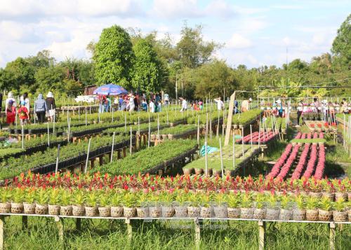 Làng hoa Sa Đéc nhộn nhịp vào xuân ảnh 1