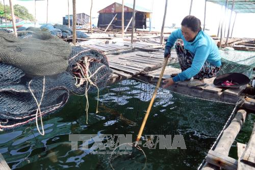Phát triển nghề nuôi cá lồng bè trên biển ảnh 1