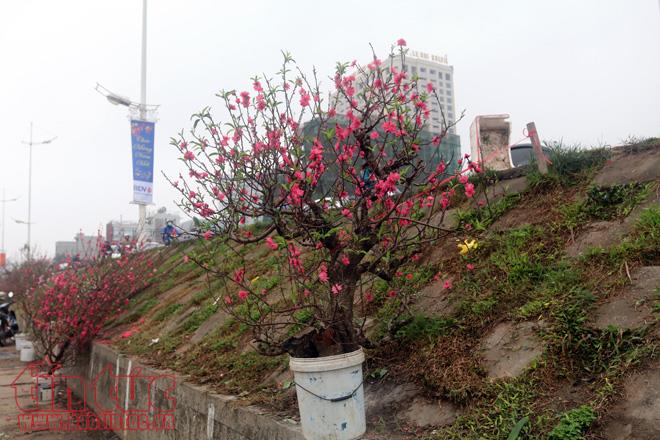 Thú chơi hoa đào sau Tết của người Hà Nội ảnh 3