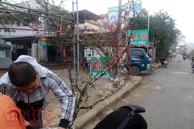 Thú chơi hoa đào sau Tết của người Hà Nội ảnh 8