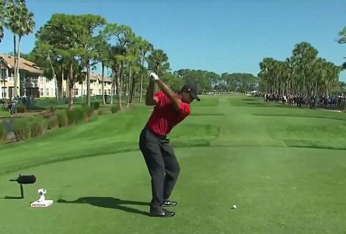 Video Tiger Woods tung cú đánh golf trúng con ngỗng ảnh 1