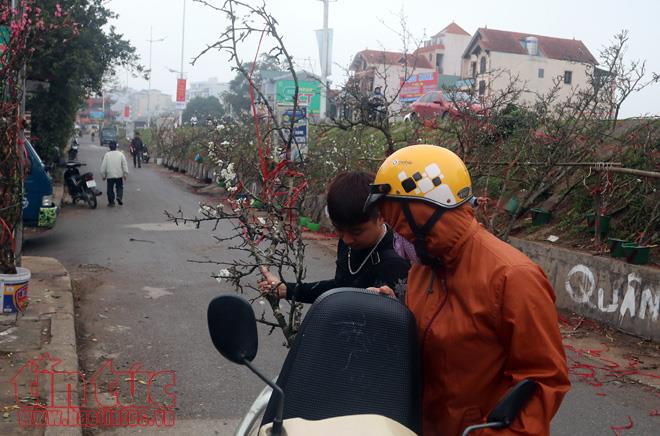 Hoa lê trắng giữa mùa xuân Hà Nội ảnh 3