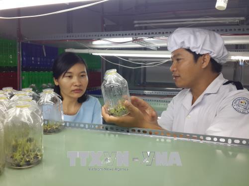 Làm giàu từ nhân giống 'thần tốc' chuối cấy mô ảnh 1
