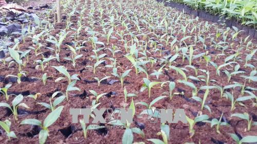 Làm giàu từ nhân giống 'thần tốc' chuối cấy mô ảnh 2