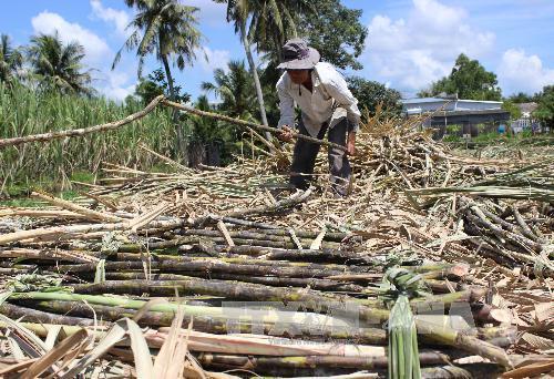 Mía đường trước áp lực khủng hoảng 'thừa mà thiếu' ảnh 2