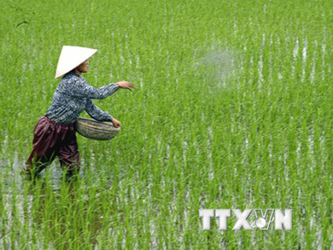Vì sao giá gạo xuất khẩu Việt Nam lại vượt Thái Lan? ảnh 2