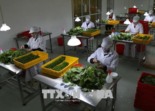 CPTPP tác động sâu rộng và toàn diện đến Việt Nam - Bài 1: GDP có thể tăng từ 1,1% ảnh 2