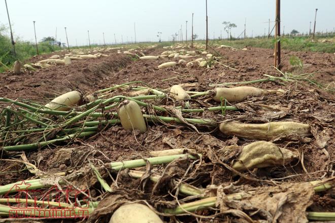 Nông dân Mê Linh (Hà Nội) xót xa vứt bỏ củ cải trắng đồng ảnh 1