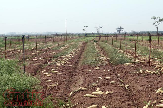 Nông dân Mê Linh (Hà Nội) xót xa vứt bỏ củ cải trắng đồng ảnh 2