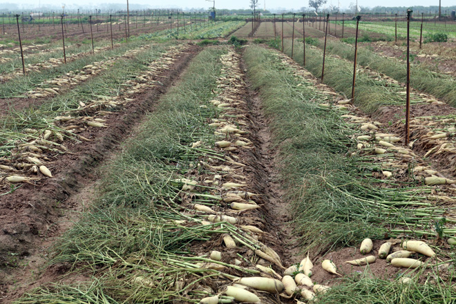 Nông dân Mê Linh (Hà Nội) xót xa vứt bỏ củ cải trắng đồng ảnh 4