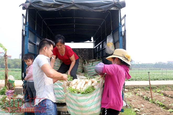 Nông dân Mê Linh (Hà Nội) xót xa vứt bỏ củ cải trắng đồng ảnh 5