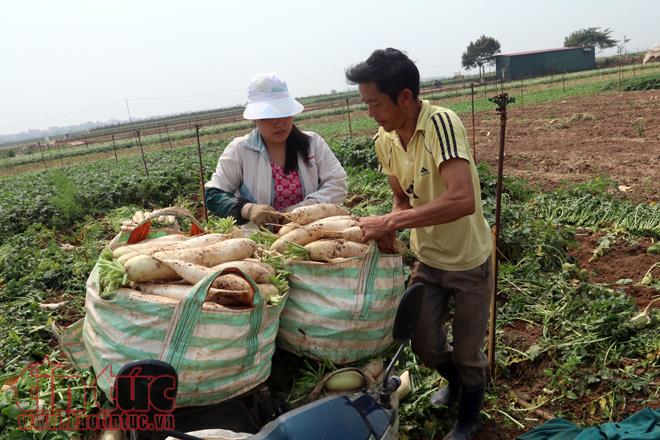 Nông dân Mê Linh (Hà Nội) xót xa vứt bỏ củ cải trắng đồng ảnh 6