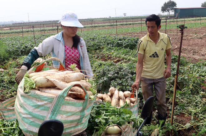 Nông dân Mê Linh (Hà Nội) xót xa vứt bỏ củ cải trắng đồng ảnh 7