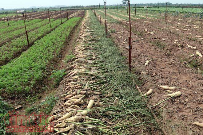 Nông dân Mê Linh (Hà Nội) xót xa vứt bỏ củ cải trắng đồng ảnh 8