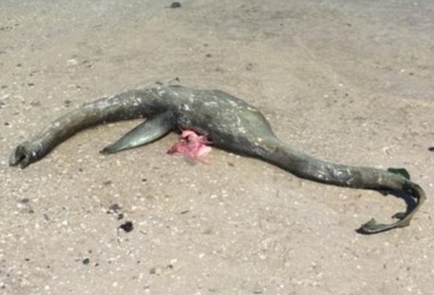 Xác sinh vật giống quái vật hồ Loch Ness dạt vào bờ ảnh 1