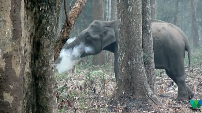 Các chuyên gia bối rối với video voi 'nhả khói' ảnh 1