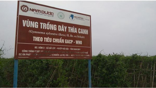 Tìm thấy 9 chất mới trong dây thìa canh giúp hạ đường huyết ảnh 1