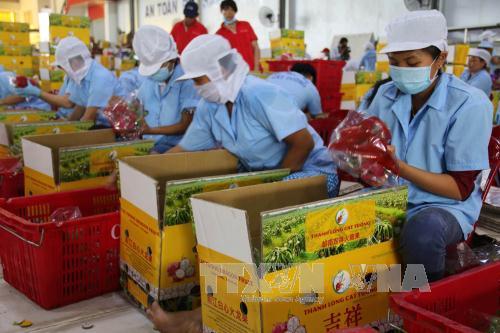 Triển vọng xuất khẩu trái cây đạt kim ngạch 10 tỷ USD ảnh 1