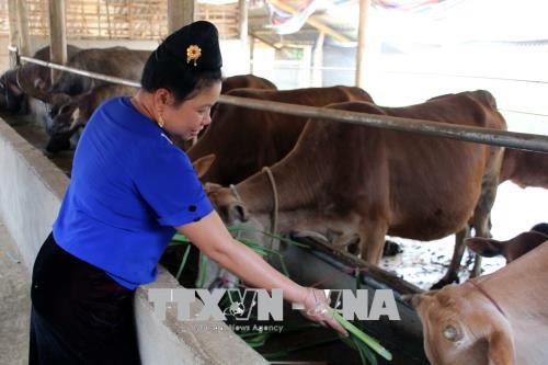 Vượt lên khuyết tật, người phụ nữ Thái làm giàu nhờ chăn nuôi, trồng trọt ảnh 1