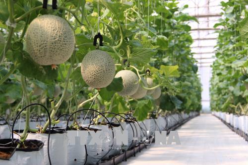 Biến bãi rác ô nhiễm thành vườn cây công nghệ cao ảnh 2