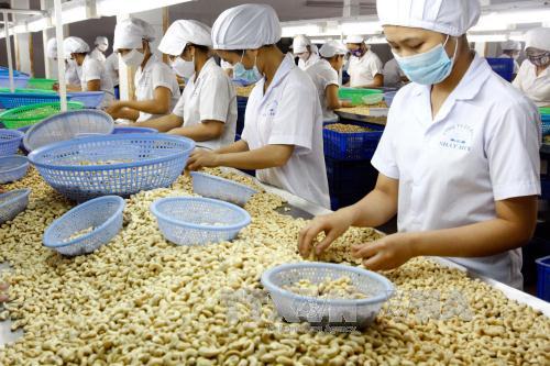 Cần nâng cao chất lượng chế biến hạt điều Việt Nam ảnh 2