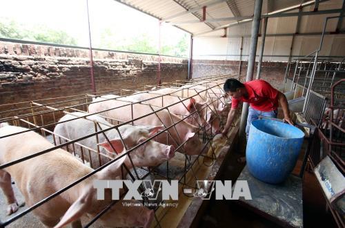 Ngậm ngùi 'được giá, mất mùa' thịt lợn ảnh 1