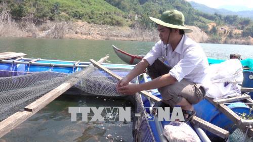 Hiệu quả nuôi cá lồng bè của đồng bào Kor, Quảng Ngãi ảnh 1