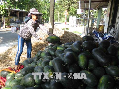 Nông sản Việt bao giờ hết… phải 'giải cứu'? ảnh 2