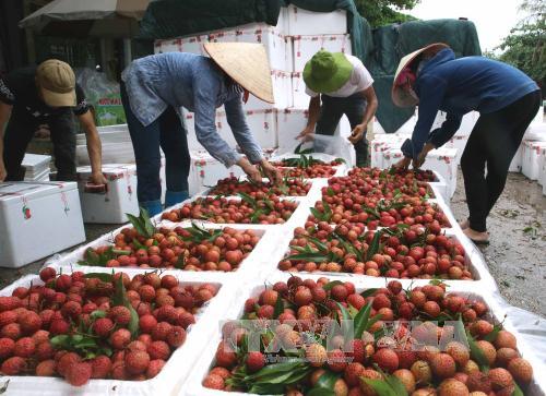 Bắc Giang lên các phương án tiêu thụ vải thiều ảnh 1