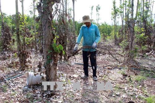 Cục Trồng trọt phản hồi không có việc nông dân phá tiêu còn tốt để bán rễ ảnh 1
