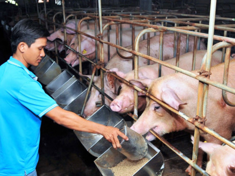 Giá lợn tăng 'chóng mặt' và chưa có dấu hiệu dừng lại ảnh 1