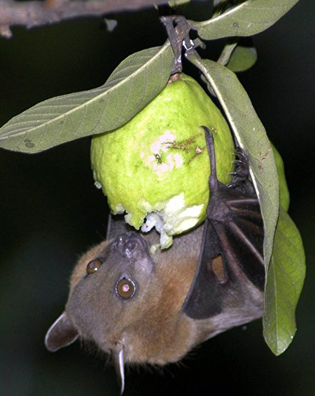 Lo ngại đại dịch virus Nipah bùng phát từ Ấn Độ ảnh 2