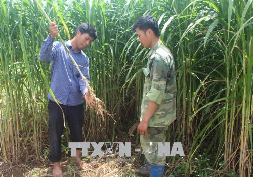 Say mê nghiên cứu giúp đồng bào vùng cao phát triển kinh tế ảnh 2