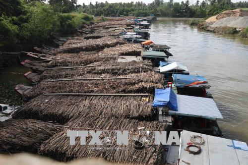 Khó khăn vùng mía Trà Vinh - Bài 1: Trắng tay vì thu hoạch muộn ảnh 1