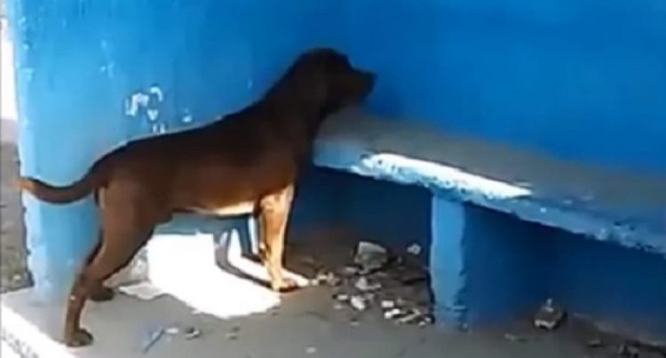 Không rõ lý do, chú chó nhìn chăm chăm bức tường xanh liền 3 ngày ảnh 1