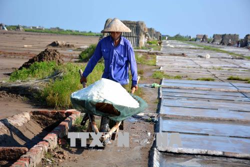 Gỡ khó cho người làm muối ở Nam Định ảnh 1
