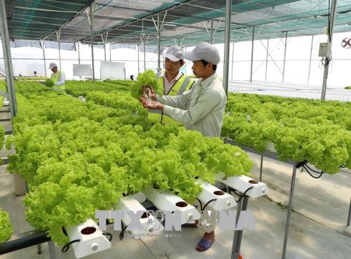 Đẩy mạnh tiêu thụ nông sản - Cầu nối vươn tới 'chợ' toàn cầu ảnh 1
