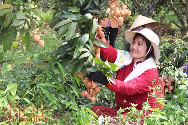 Nhộn nhịp mua bán vải thiều Lục Ngạn, Bắc Giang ảnh 2