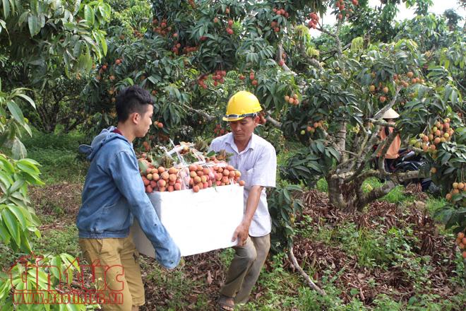 Nhộn nhịp mua bán vải thiều Lục Ngạn, Bắc Giang ảnh 3