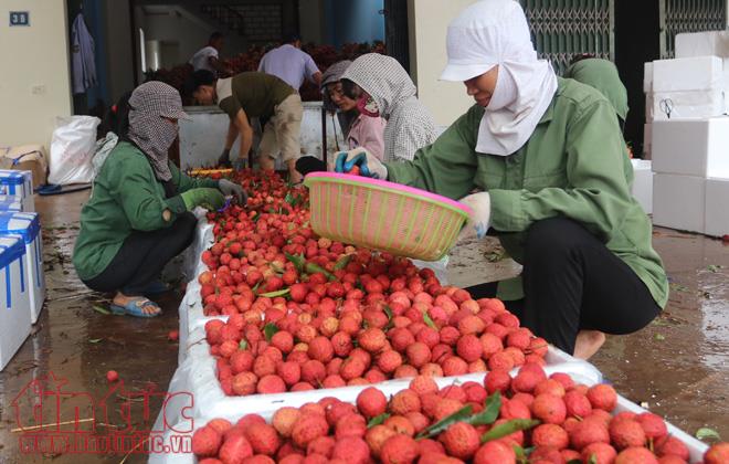 Nhộn nhịp mua bán vải thiều Lục Ngạn, Bắc Giang ảnh 11