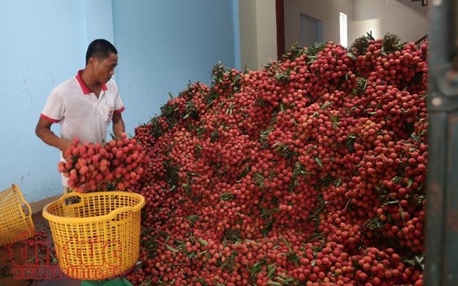 Nhộn nhịp mua bán vải thiều Lục Ngạn, Bắc Giang ảnh 12