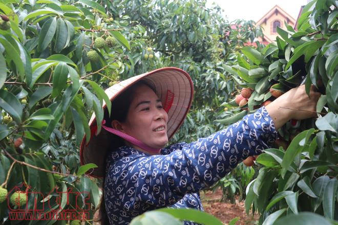 Nhộn nhịp mua bán vải thiều Lục Ngạn, Bắc Giang ảnh 5